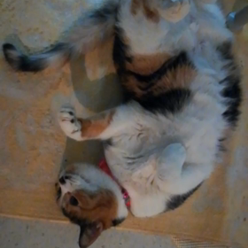 お帰りにゃさいの儀式の画像