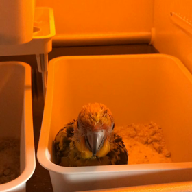 コガネメキシコインコ のお家の画像