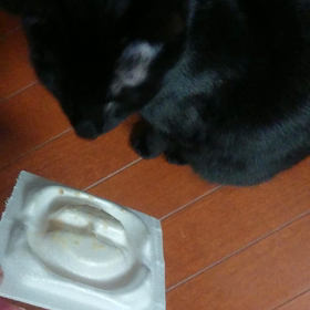 納豆を貼り付けた猫の画像