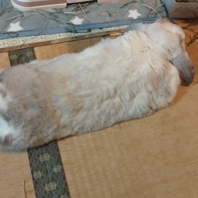 ぽんぽんマッサージの画像