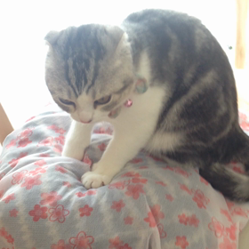 ふみふみ♡の画像