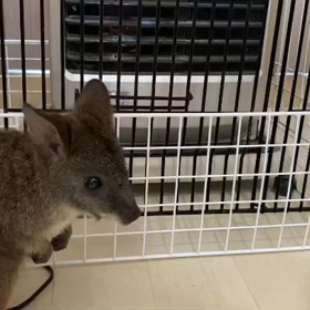 パルマワラビーの画像