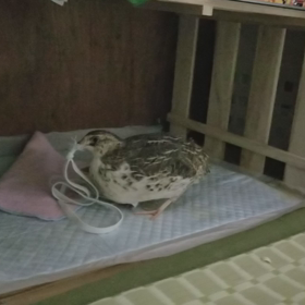 今日のおもちゃ‼の画像