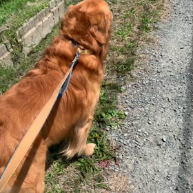 愛犬美容室MOCO 今日のベストショットの画像