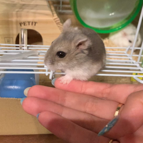 はむはむの画像