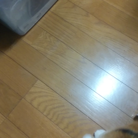 春のちゅーるまつりの画像