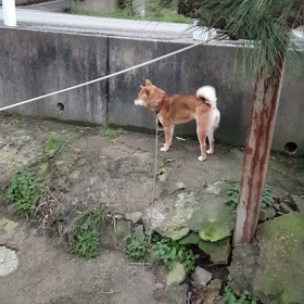 はなちゃんジャンプの画像