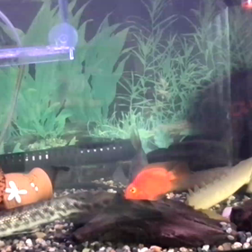 熱帯魚水槽拡大の画像