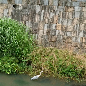 また『  鷺  』・2022年 6月 27日の画像