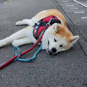 全く進まない前半の散歩。路地でゴロ寝で動かなくて困っていると女の人が出てきて「どうしたんですか？の画像