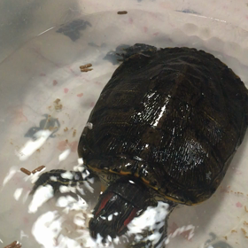 不安もあるけどの画像