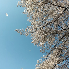 桜吹雪の画像