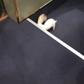 関東初フェレットカフェ&バーフィッチの画像