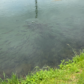 蒜山のとうもろこしと　鳥取の梨の画像