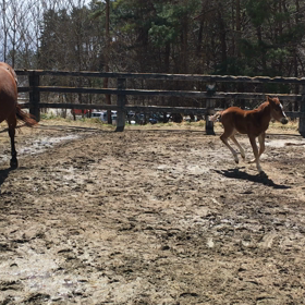 走れるので、痛くはないと思うのですが・・・の画像