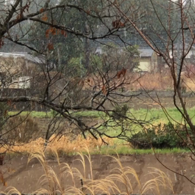 春なのに…の画像