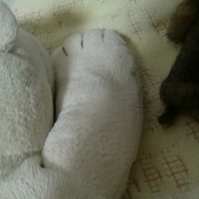 ロバさん②の画像