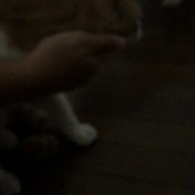 ルカクくんがやってきたよ！【里親様募集中】の画像