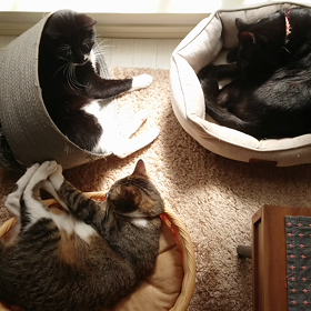 日向ぼっこ②。の画像