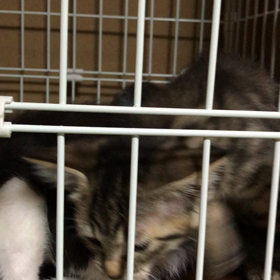 チビーズも可愛さ満点❤️の画像