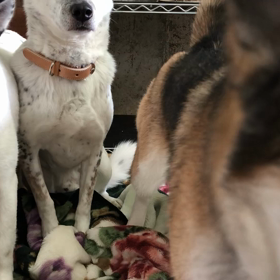 昨日の嶺泊は猛吹雪の画像