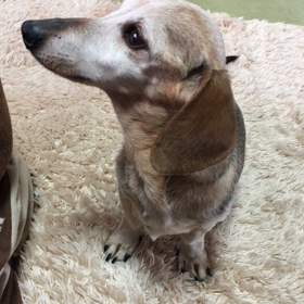 ルフィの特技の画像