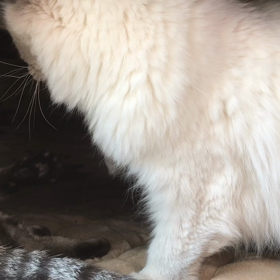 不思議なテンちゃんｗの画像