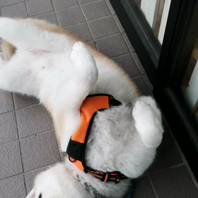 定番の休憩ポイントを未来丸が勝手に道のど真ん中に一ヶ所増やした以外は、順調な朝散歩❗昨年亡くなの画像