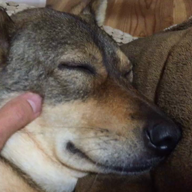 もみもみの画像