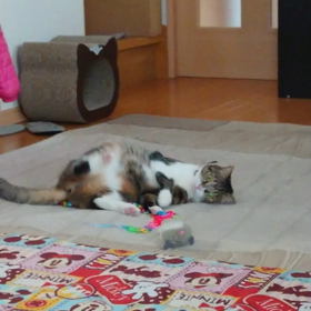 今日のマロンちゃん♪の画像