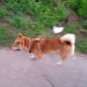 今日のはなちゃん 7月26日の画像