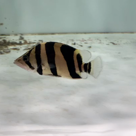 これしかない！の画像