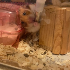 ねずみちゃんの画像