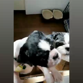 おいちい♪♪♪の画像