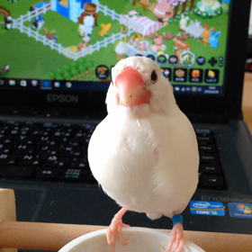 リベンジの画像