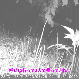 すぎぴたんの事件簿シーズン3　330話（密着・無銭飲食24時！　犯人は2人！）の画像