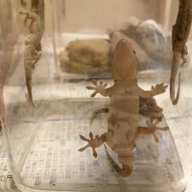 ニホンヤモリ飼育日記 36 ペロペロブーム？！の画像