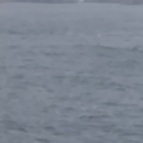 癒しのイルカ？&磯カゴ釣り3の画像