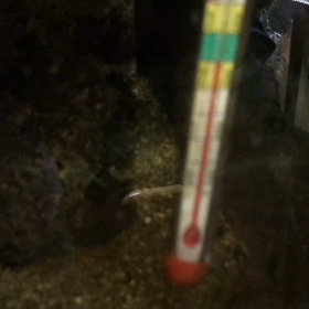 小型ハゼの画像