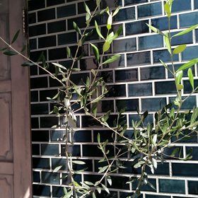 今日はハートの日の画像