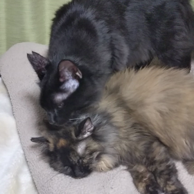 仲はいいのか悪いのか。の画像