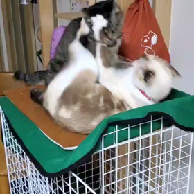 今日の猫の画像