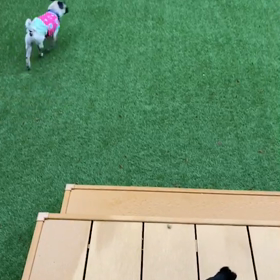 明日行ってきますの画像