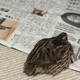 うずら始めました。の画像