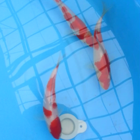 どれがいい？の画像