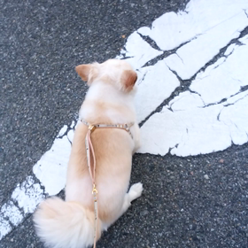 りつくんの画像