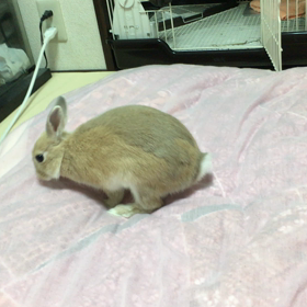 からのーの画像