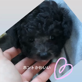 パティbaby❤︎巣立ち前のシルバーちゃんの画像