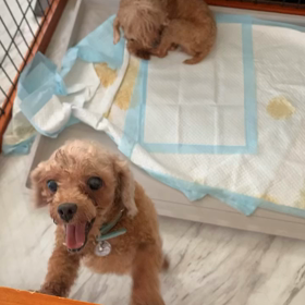 タピオカちゃん　次のあさの画像