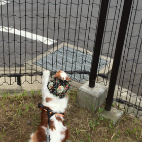 アクティブ  ビクの画像